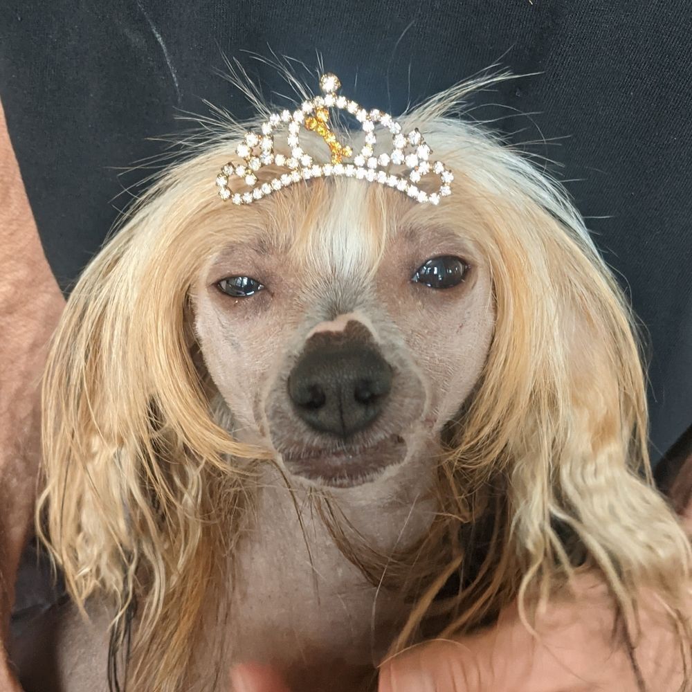 Rhinestone Dog Tiara